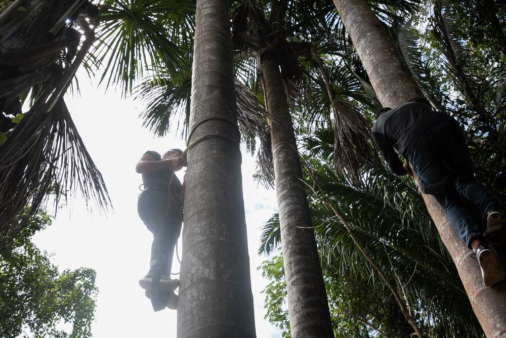 Palmera Aguaje